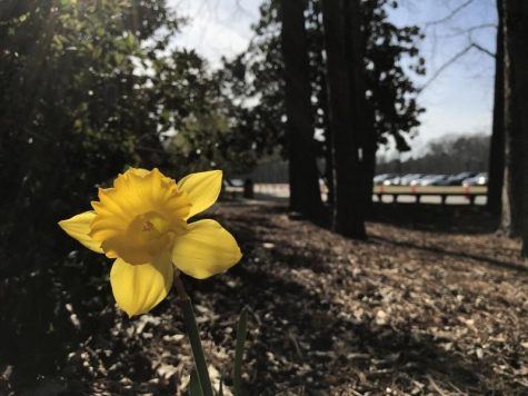 A daffodil, pushing up through the dark earth to the spring, knowing somehow deep in its roots that spring and light and sunshine will come, has more courage and more knowledge of the value of life than any human being Ive met. -- Madeleine LEngle