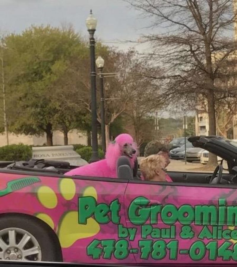 Blossom takes a ride through downtown Macon with owners Paul and Alice Williams.