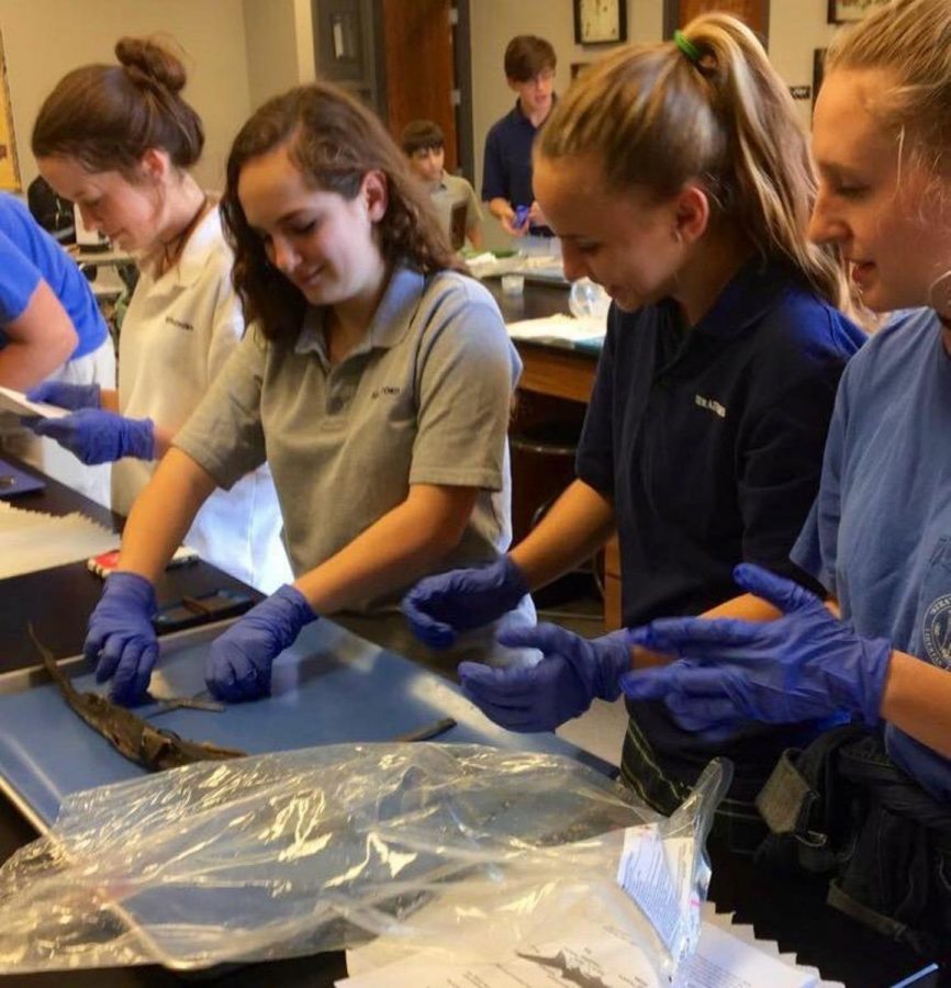 (L-R) Lucy Boswell, Price Lee, Susan Hightower and Julianna Hightower take part in the Great Shark Dissection.   