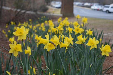 The Daffodils of Stratford
